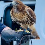 Basil the Harris Hawk Joins OT Staff at Newham Allotment
