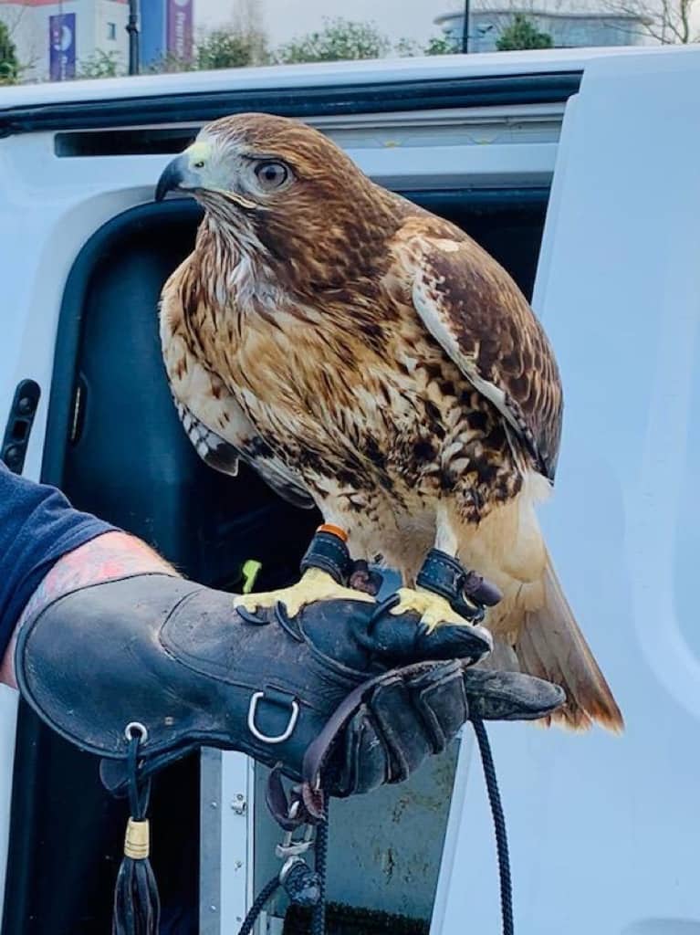 Basil the Harris Hawk Joins OT Staff at Newham Allotment