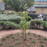 Tree of Remembrance for Mile End Hospital