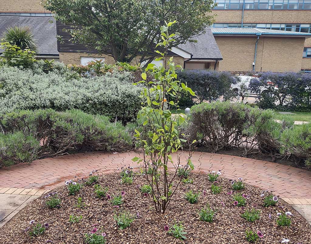 Tree of Remembrance for Mile End Hospital